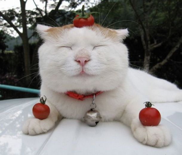 世界でもっとも怠け者な、クスっと笑えるかわいい猫